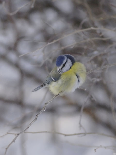 Sinitiainen, Blue Tit, Cyanistes caeruleus